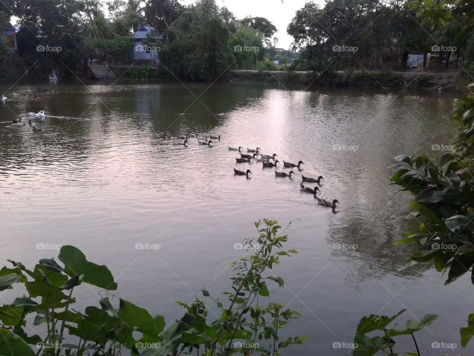 Duck on ponds