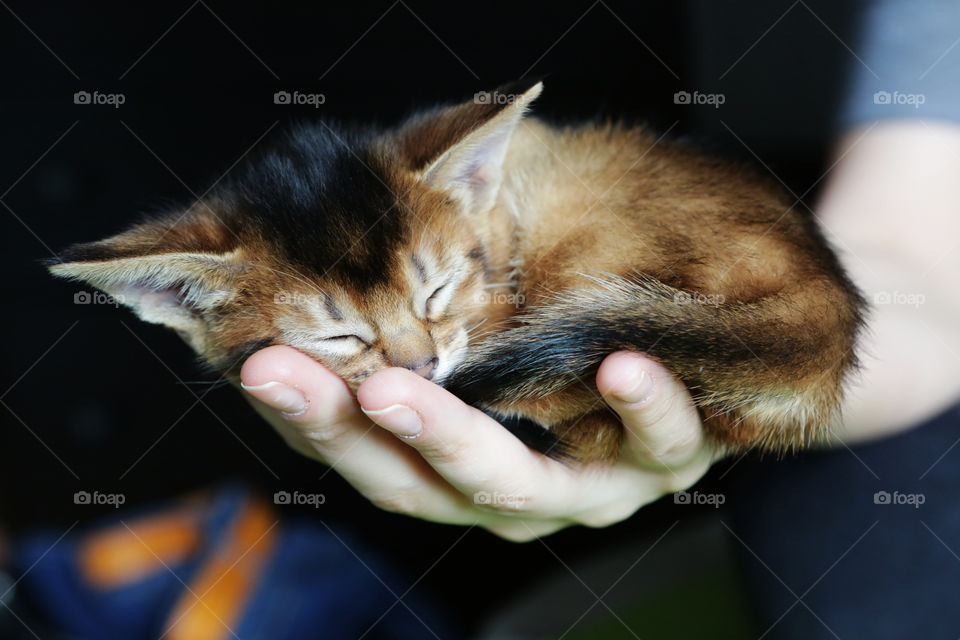 Abyssinian kitten sleeping on the palm