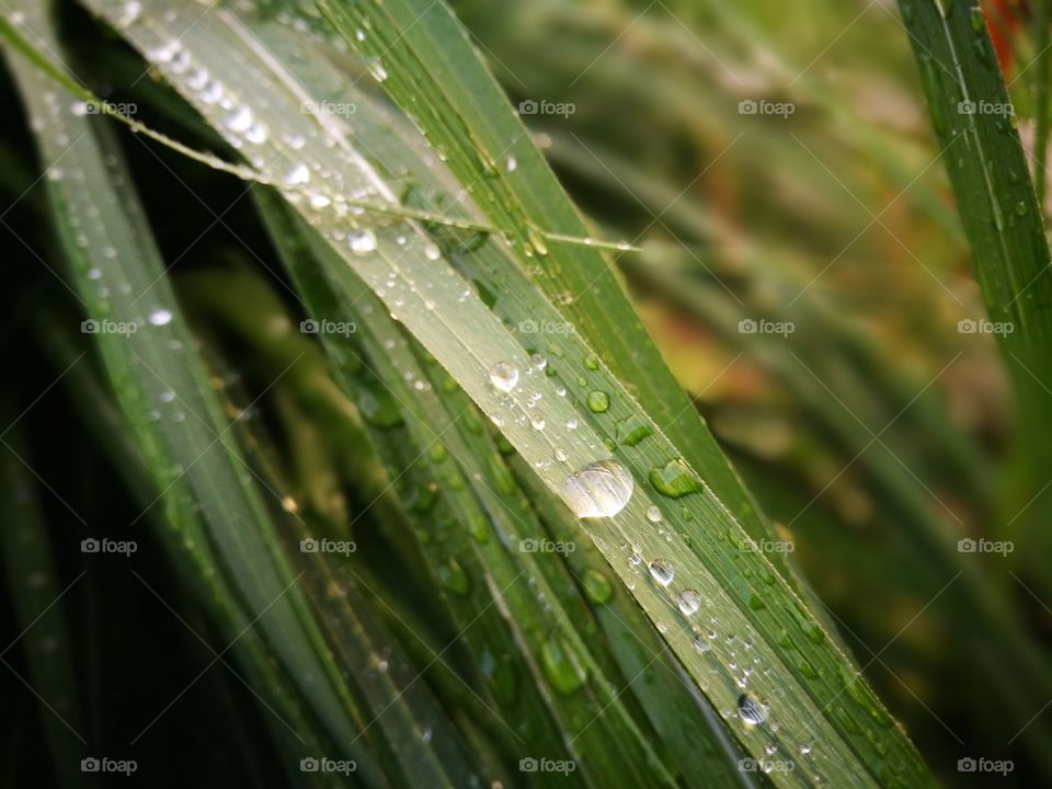 Drop on the grass