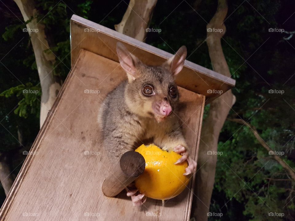 Possum eating my orange