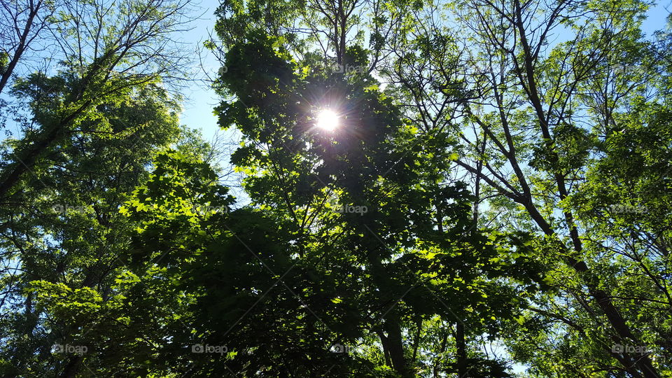 sun shines through the trees