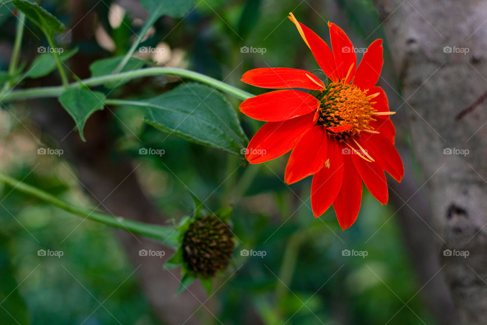 Not everything in life is flowers, but when it is, water it.