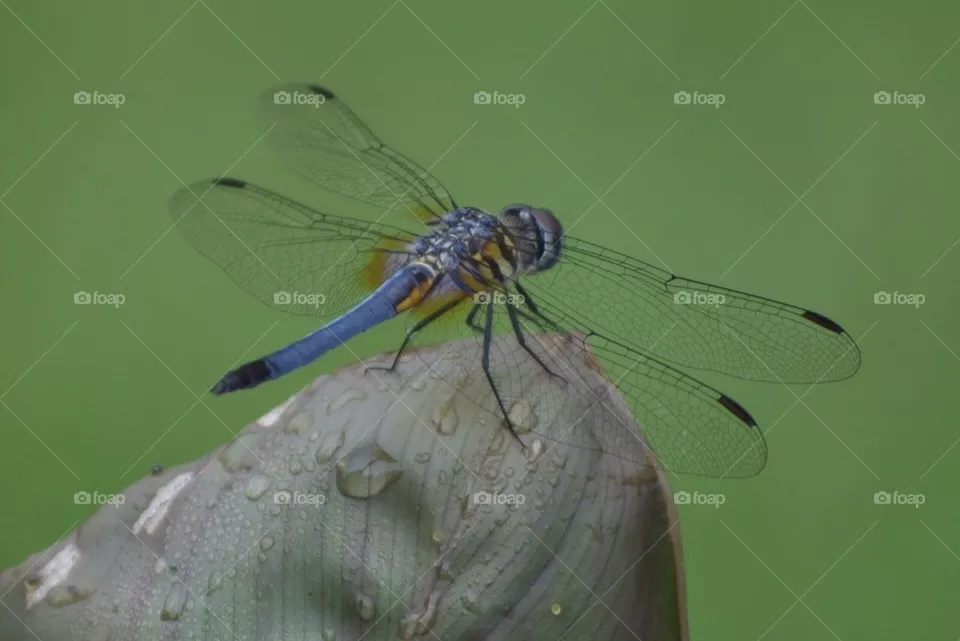 Dragon fly