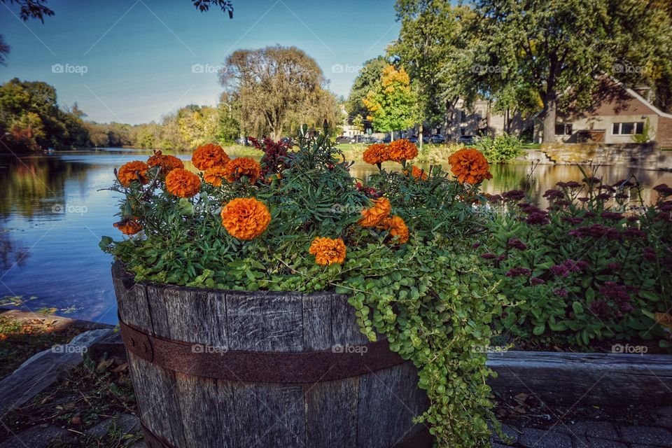 Close-up of potted plant