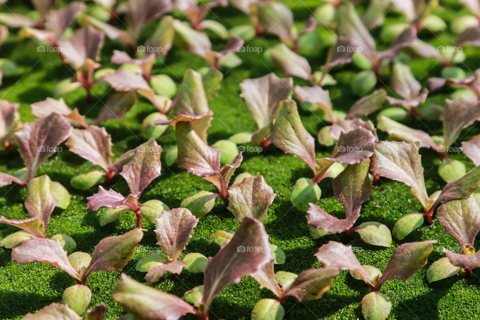 vegetable, oganic, salad, hydroponics, clean food