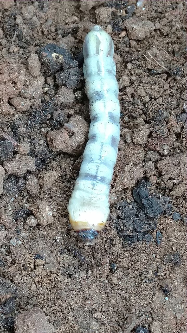 Nature, Larva, Insect, Worm, Caterpillar