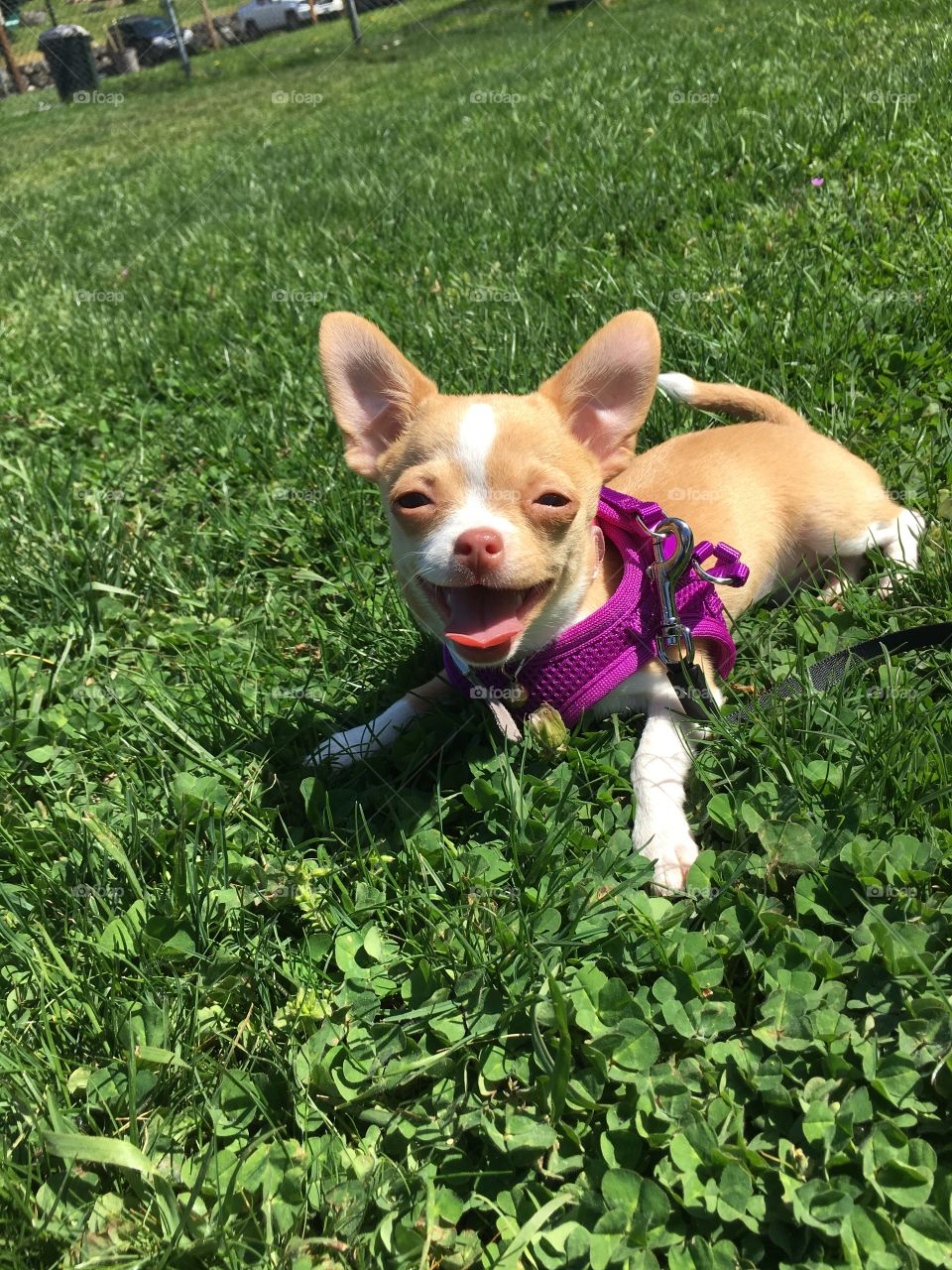 Baby chihuahua playing out in the sun