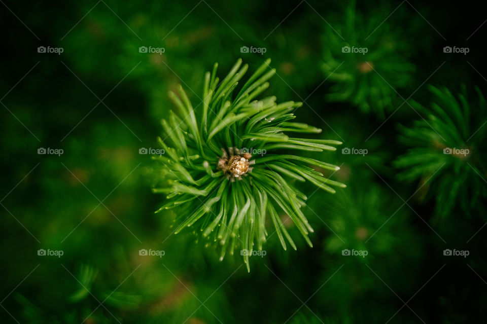 Close-up of green spiked leaf