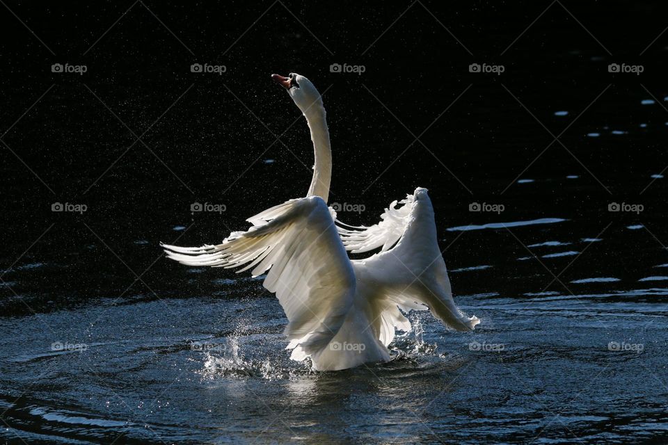 Swan in a pond