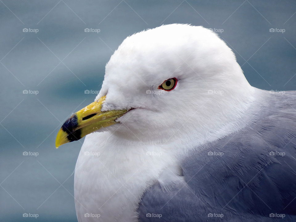 Close-up of a seagull