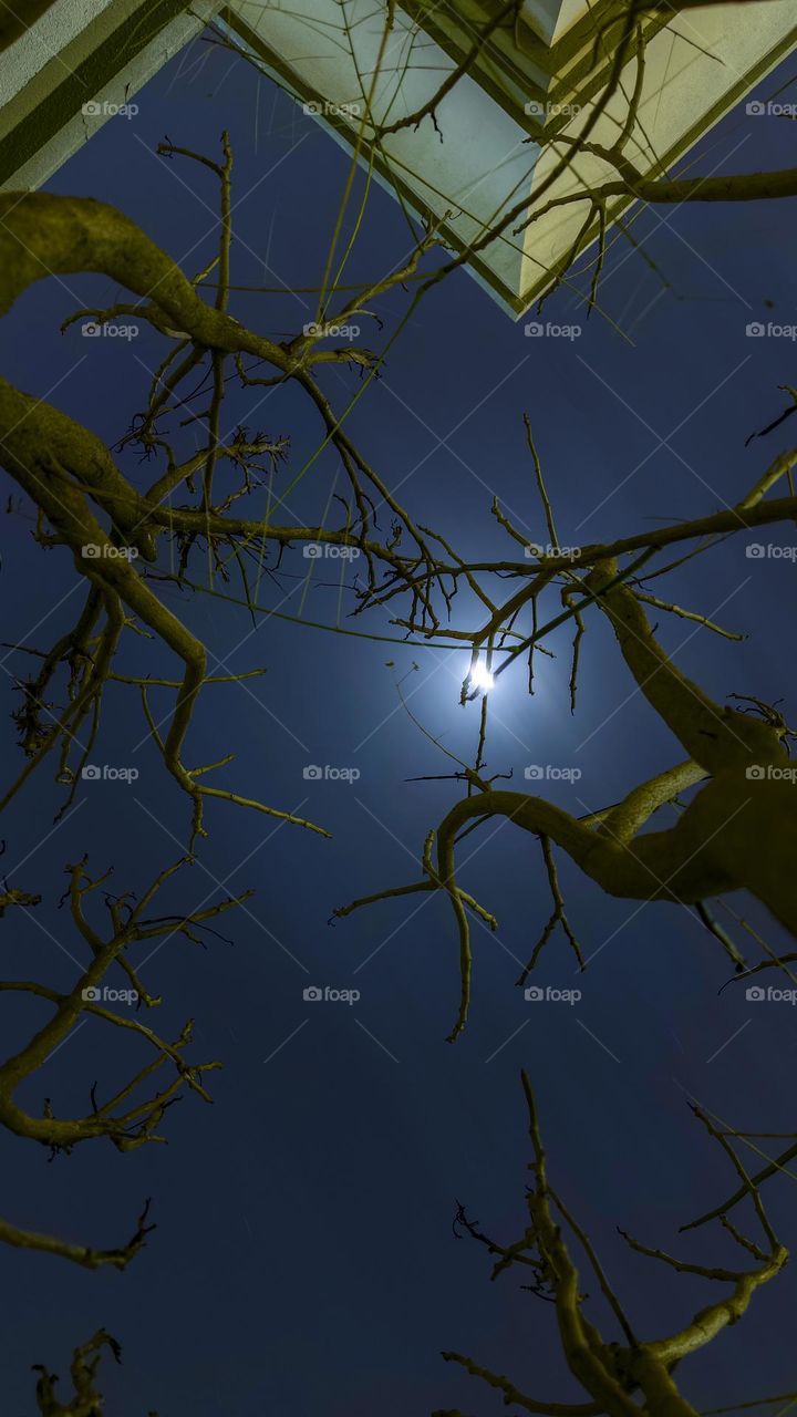 Tree night moon