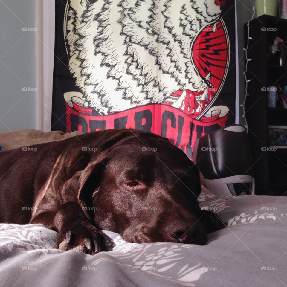 Dog, Portrait, Canine, Indoors, People