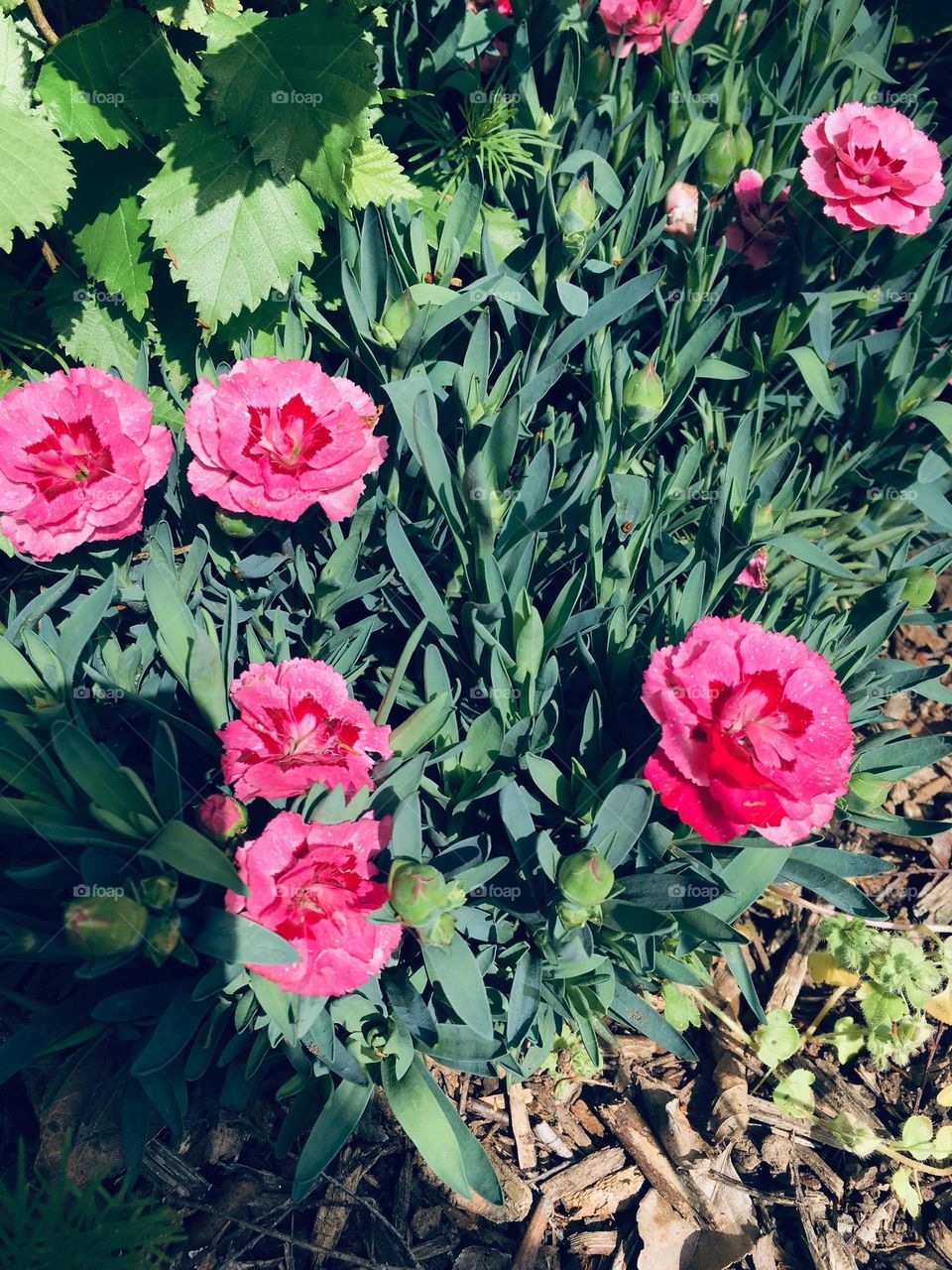 Beautiful bush of carnations