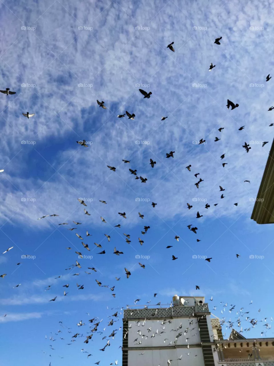 flock of birds