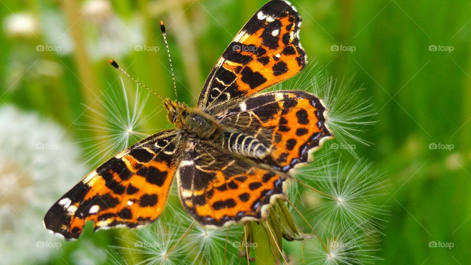 orange butterfly on a fluffy dandelion in the grass field