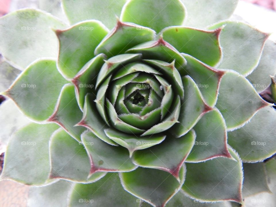 A Study of Succulents closeup