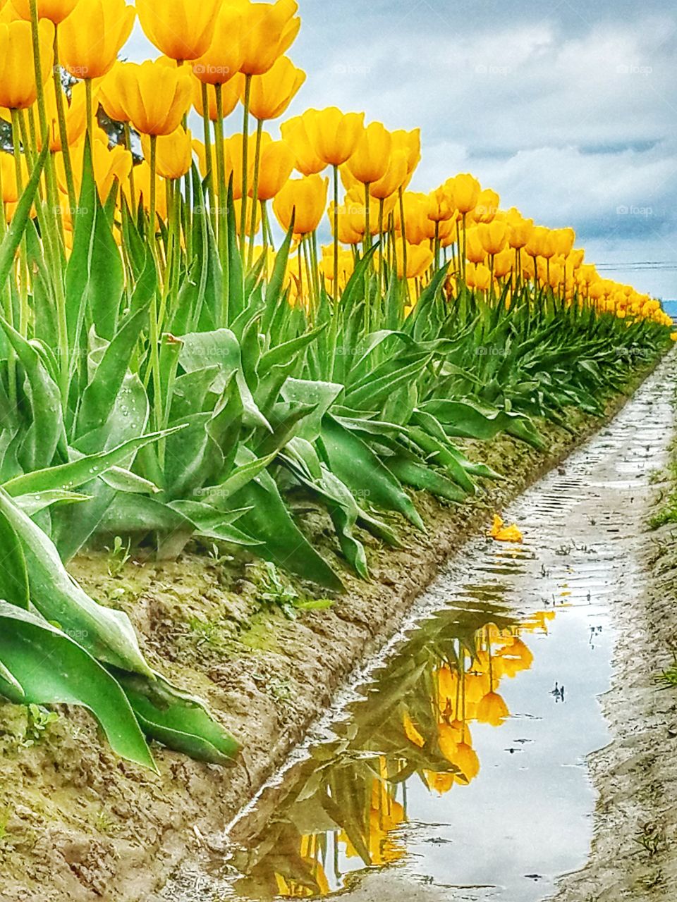 After a rainy day, a row of bold and yellow tulips are reflected on a pool of water off to the side next to it.