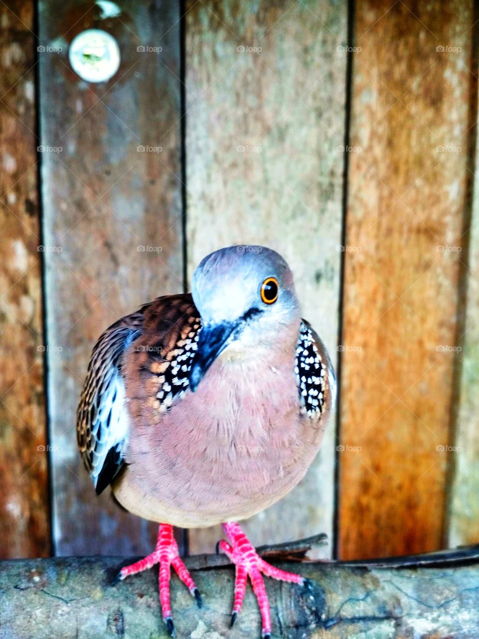 Turtle dove perch on the stick