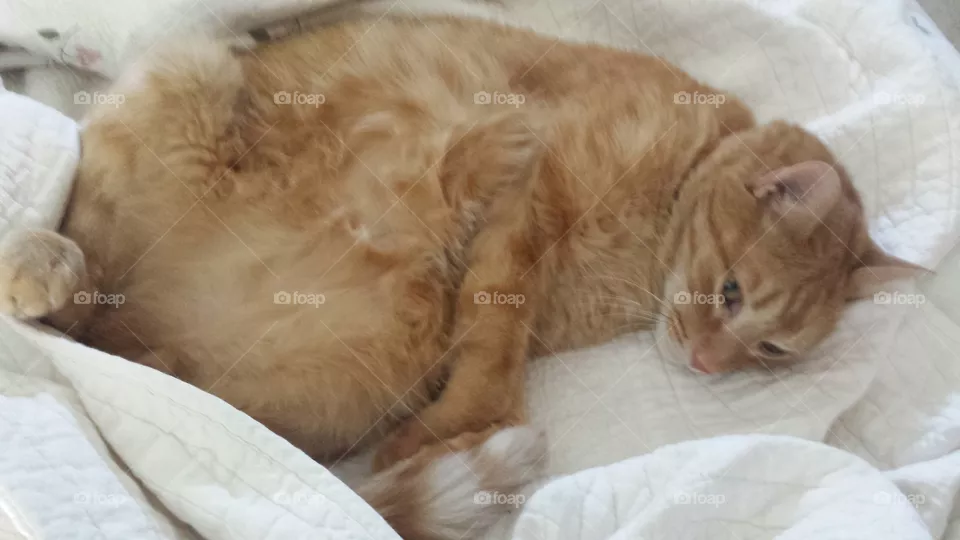 lazy