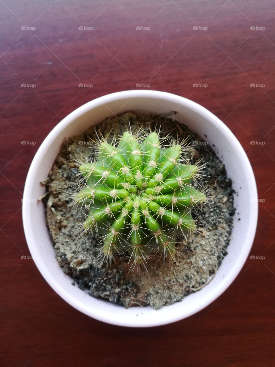 Top corner cactus