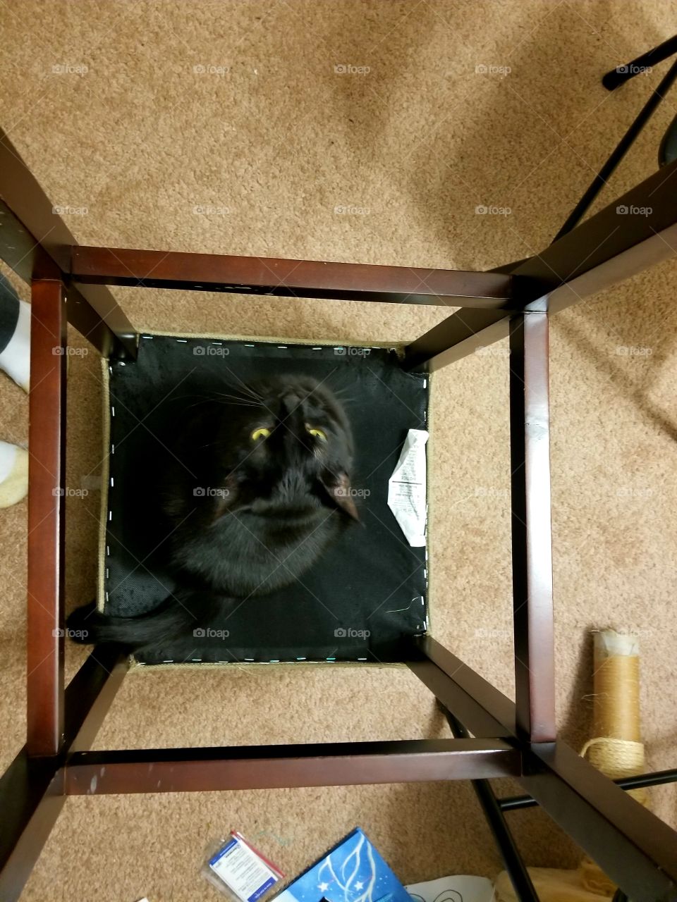 Black cat framed