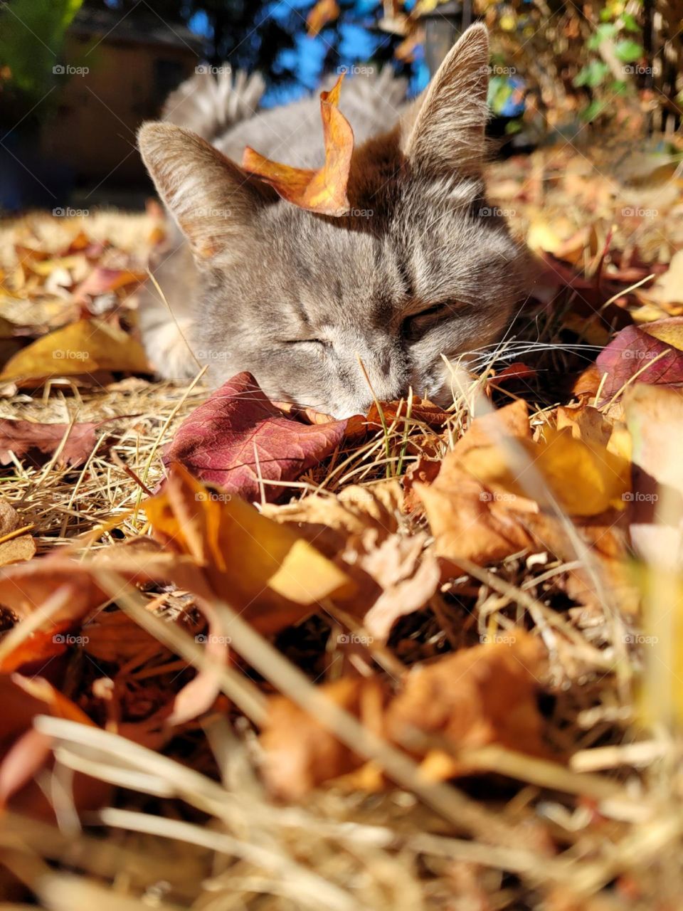 A grey gray pet cat resting in the yard with autumn leaves on a sunny day.