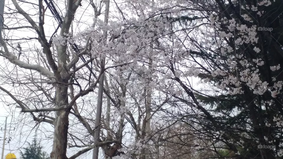 sakura