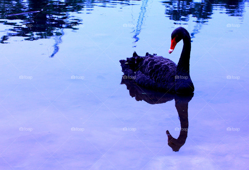 Black swan in the lake