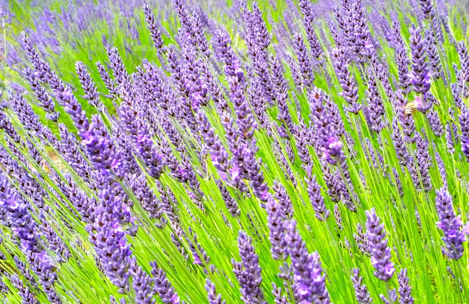 A Lavender Bush