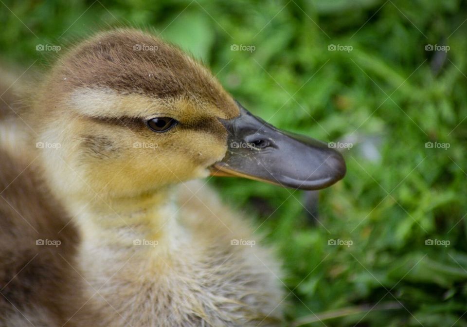 Cute duckling