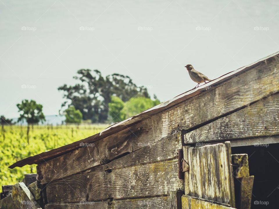 Bird in the Country