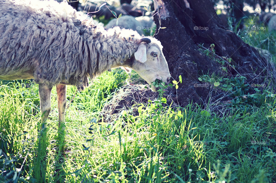 grazing sheep