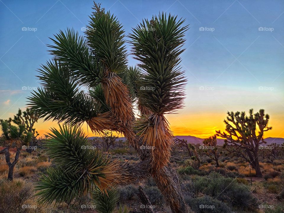 Joshua tree at sunset