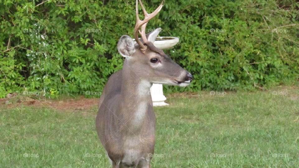 buck in my yard