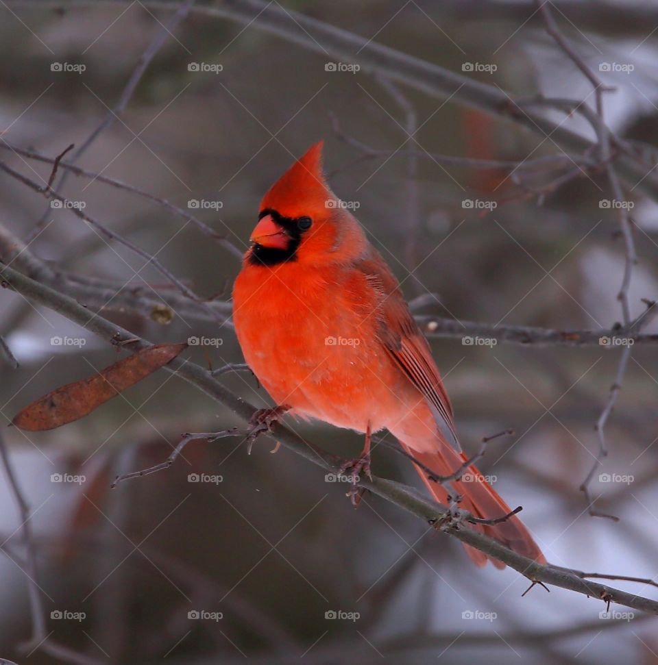 northern cardinal