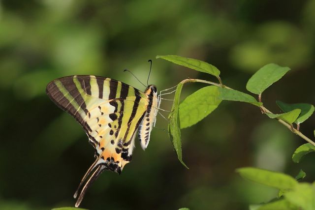 Beautiful and cute butterfly