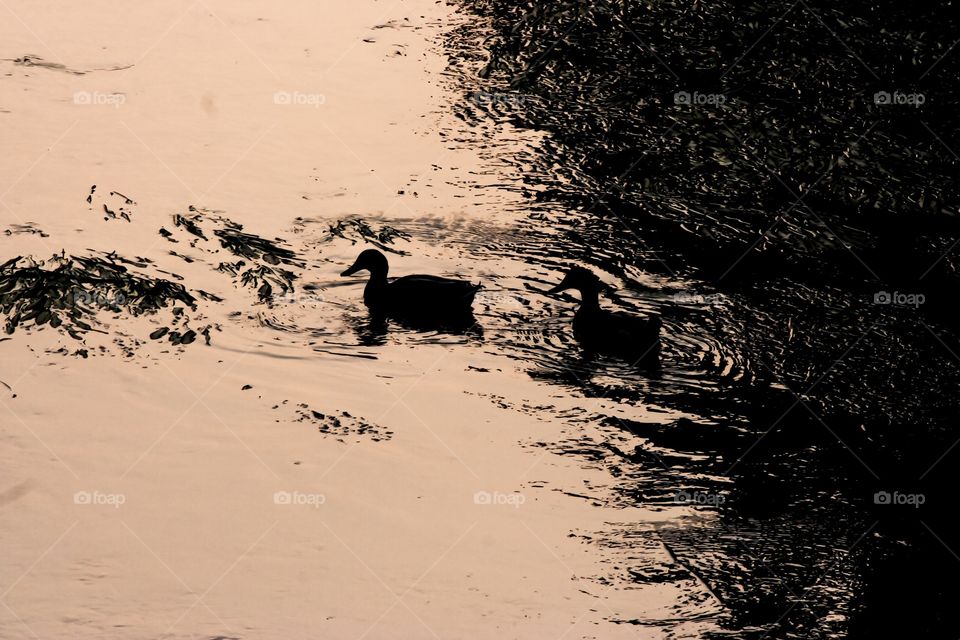 Follow Me. Ducks swimming in a river's water, colored by sunset