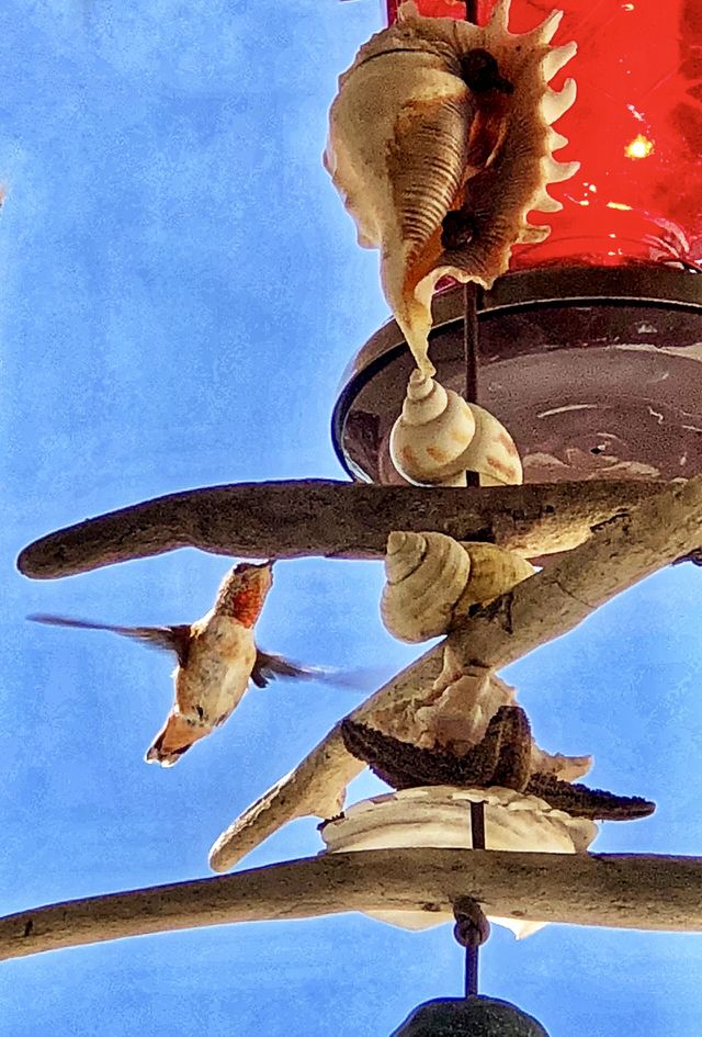 Hummingbird Feeding!