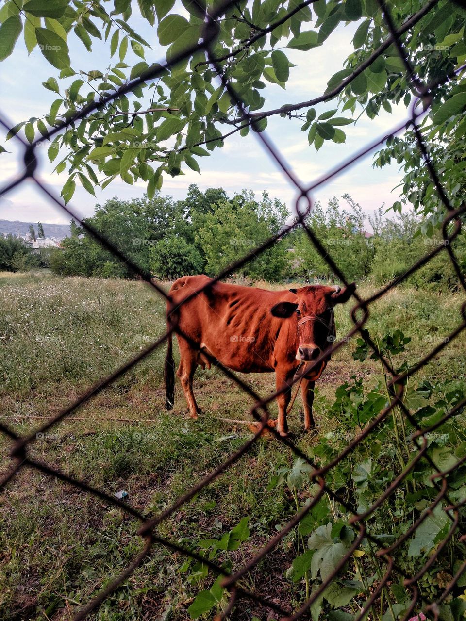 cow 📸