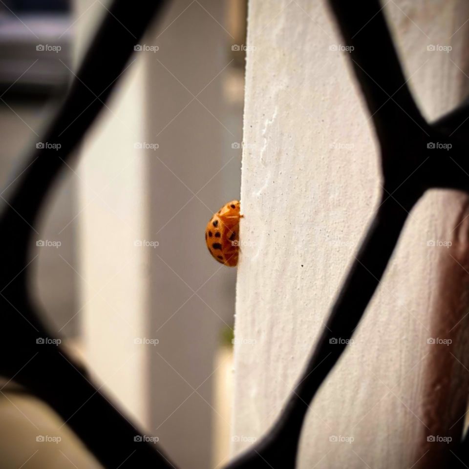 🇺🇸 Where is this ladybug going?  Up, up and up… / 🇧🇷 Para onde vai essa joaninha? Subindo, subindo e subindo…