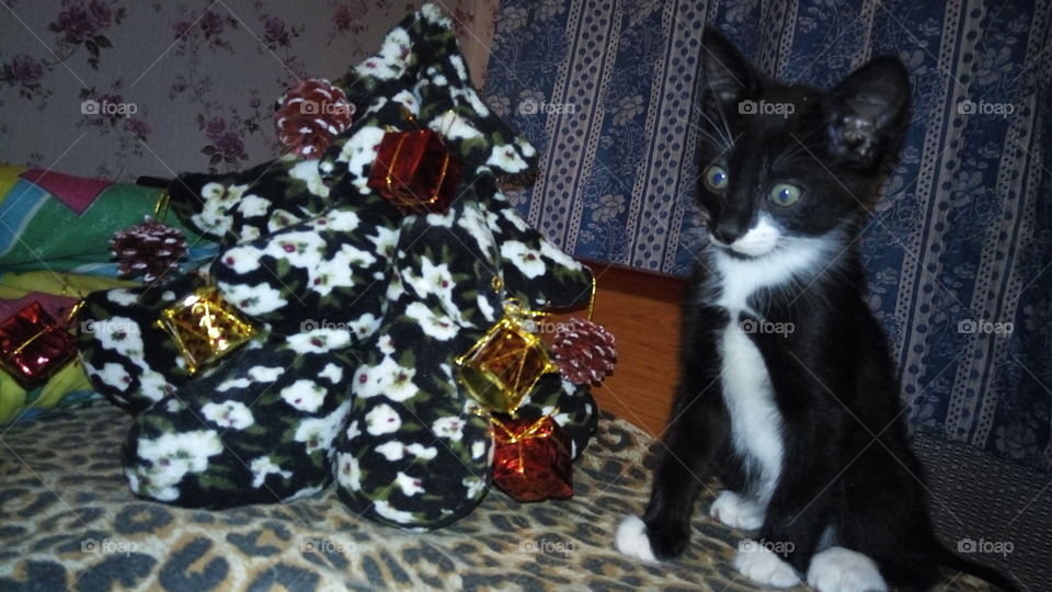 кошка.животных.