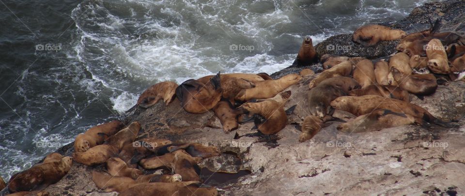 sea lions 2