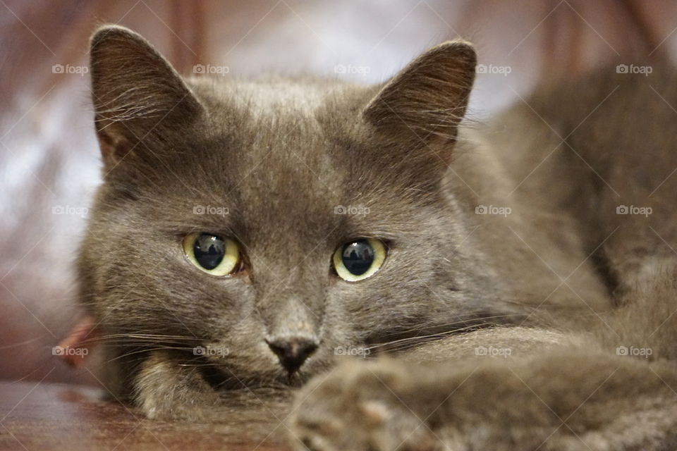 Close-up of cat resting