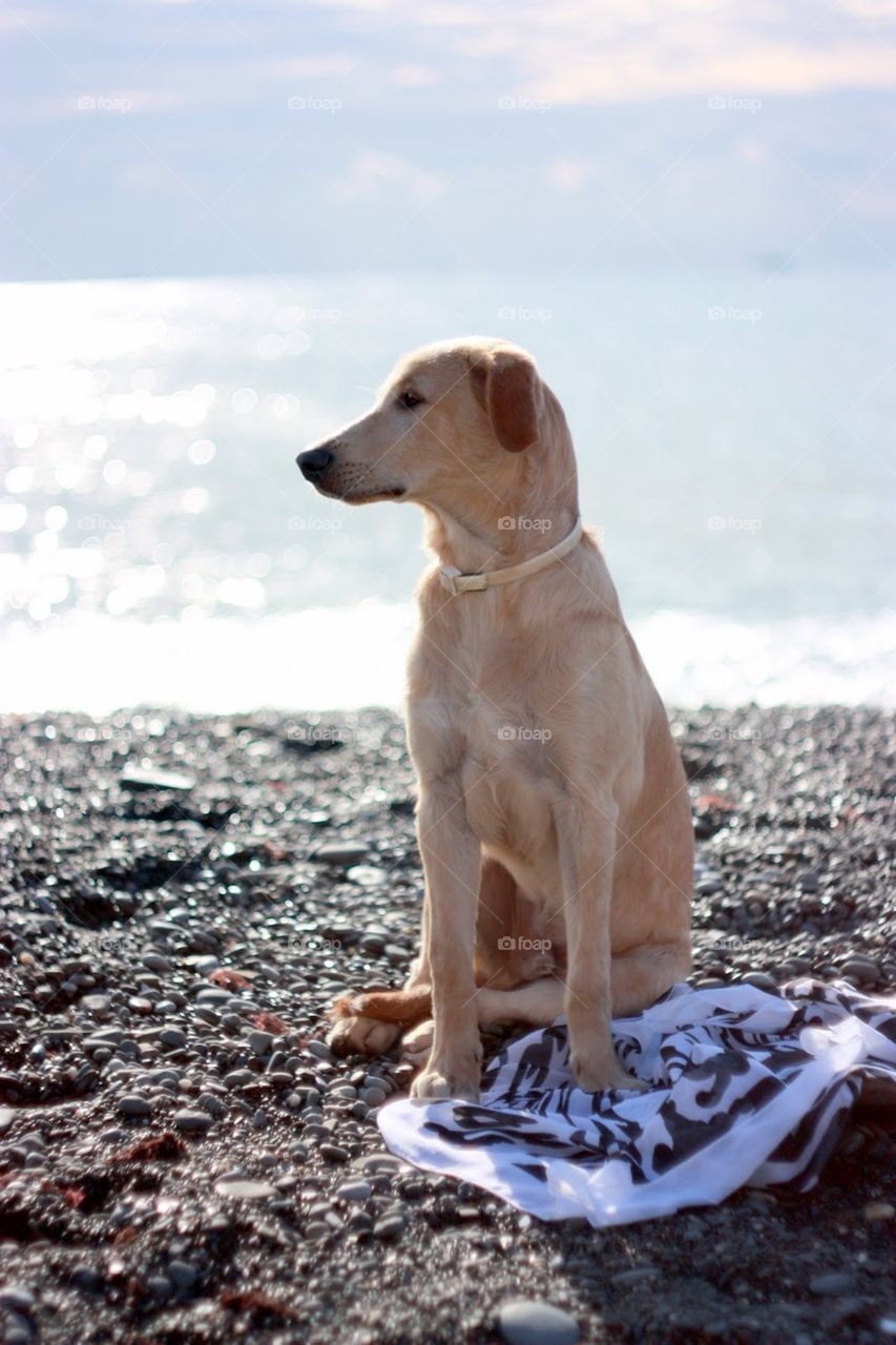 Dog, No Person, Beach, Cute, Pet