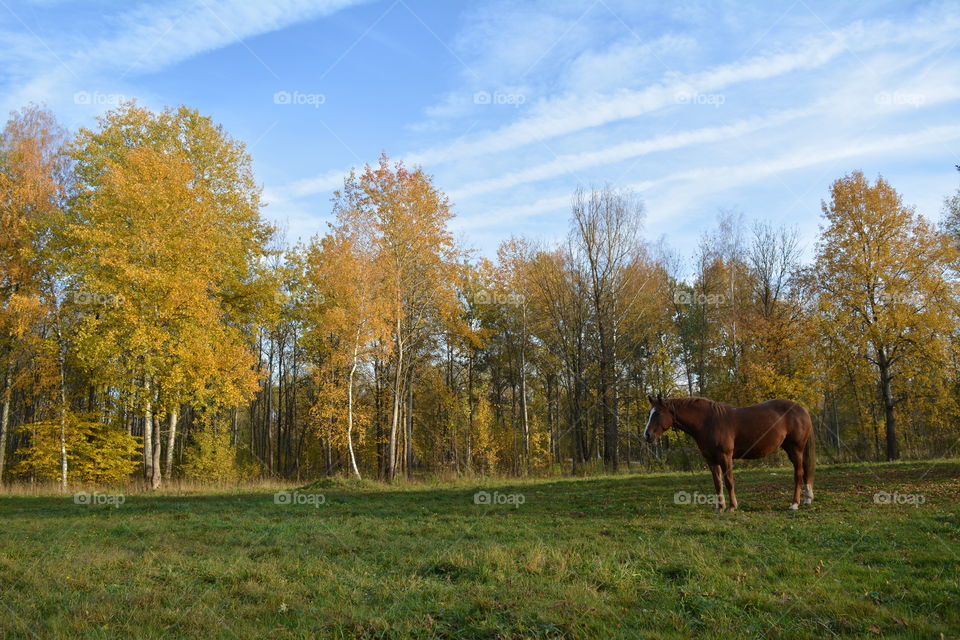 red horse in the autumn park beautiful landscape