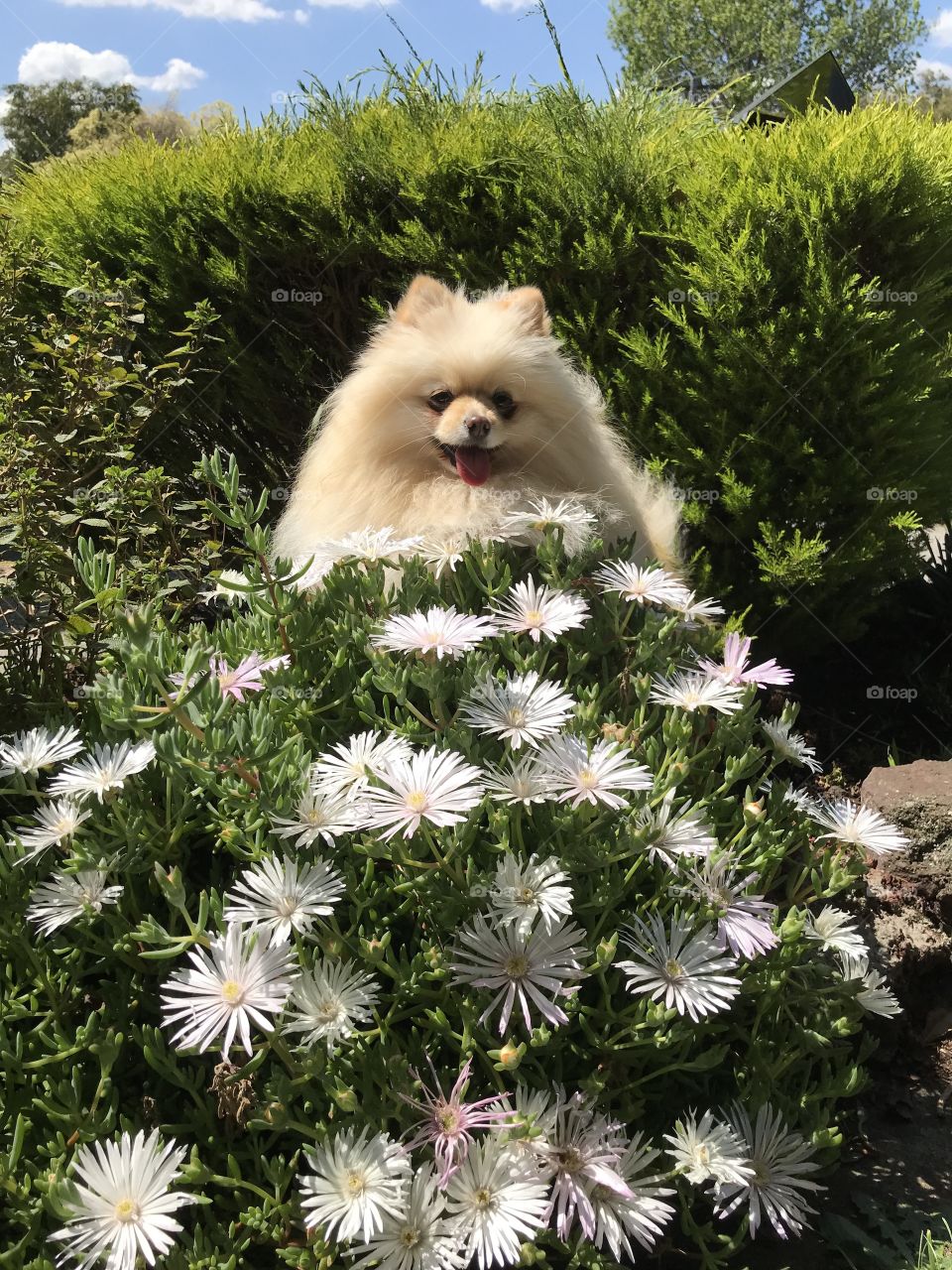 Cute Pomerania Daisy with her flower daisy-like white heads in Cheltenham Melbourne Australia 
