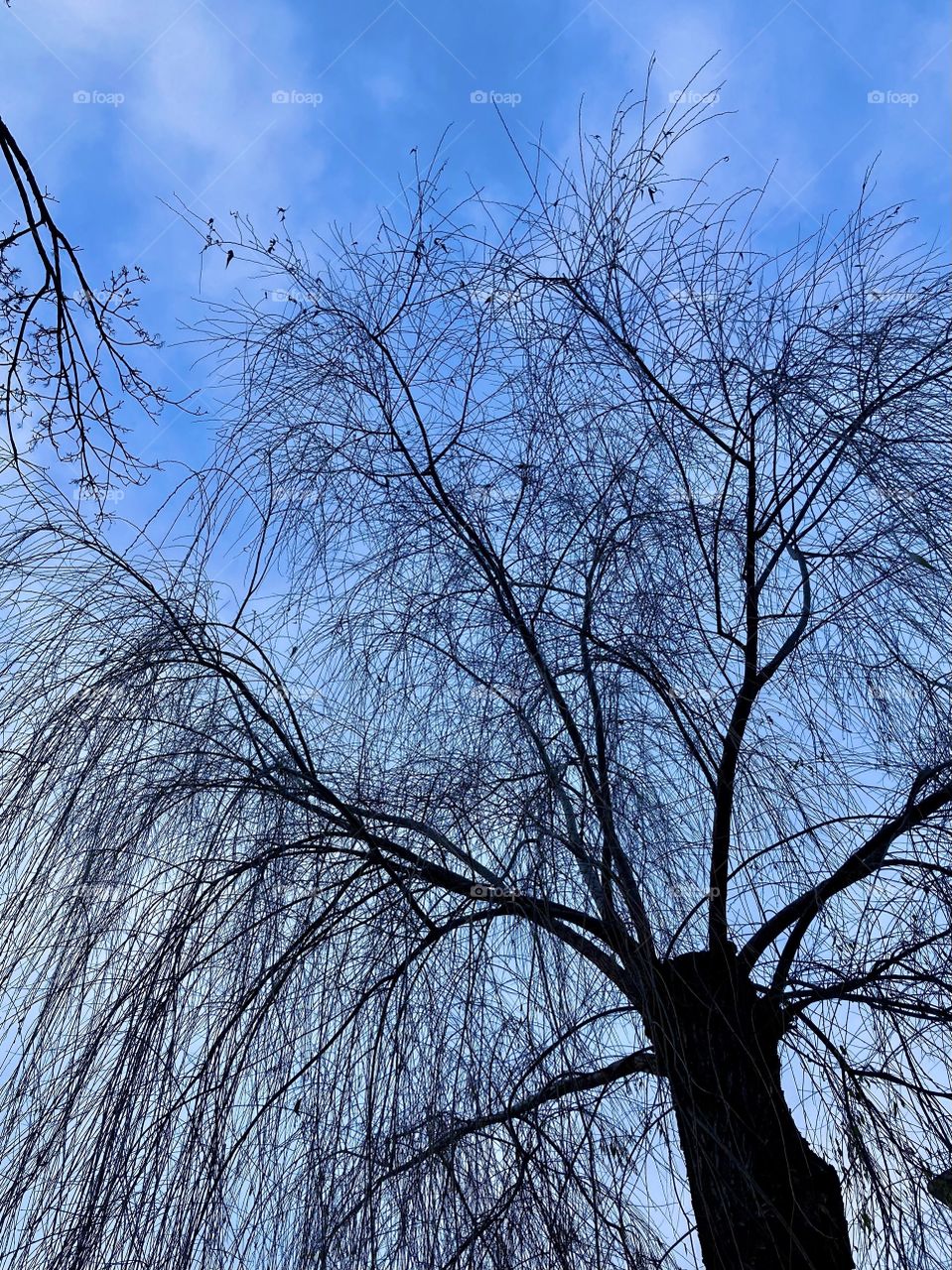 bare trees in winter