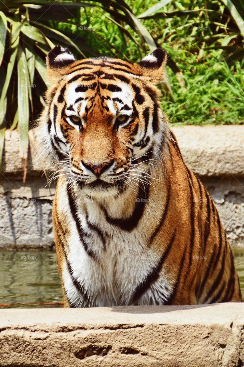 Portait of a tiger