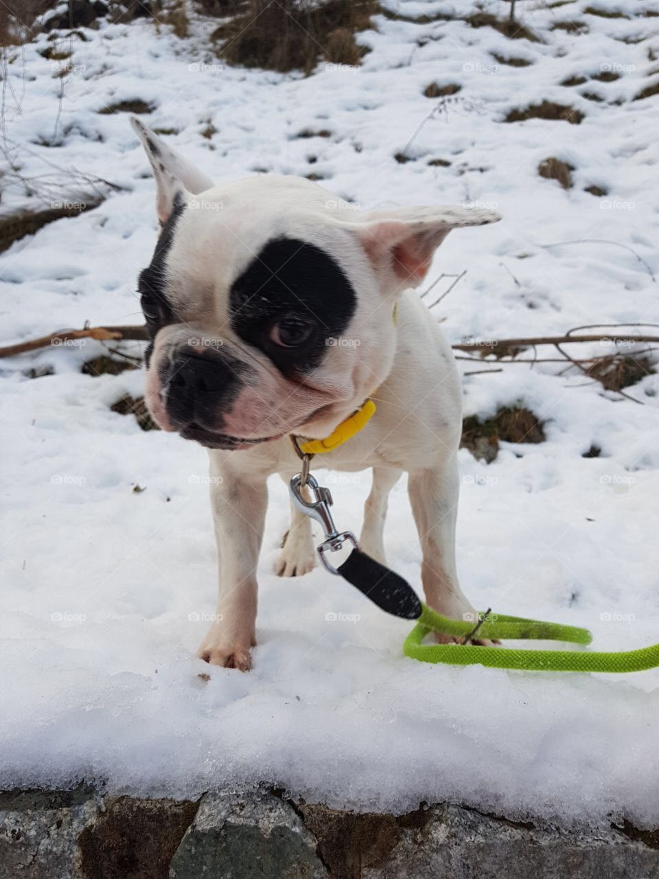 Olaf, el bulldog frances resistente al frio