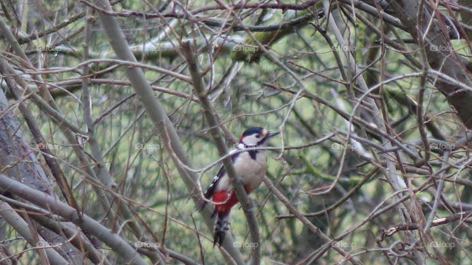 Great spotted woodpecker 